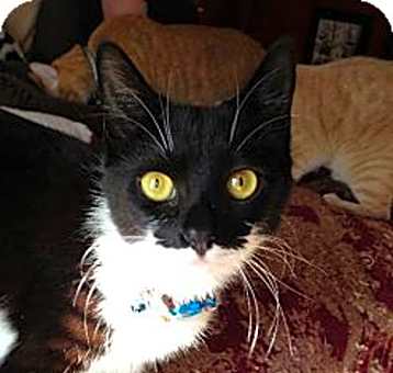 Photo of Bugsy