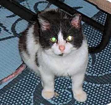 Photo of Angel