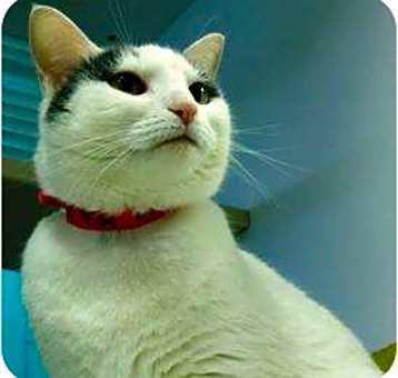 Photo of Saffron