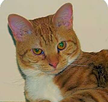 Photo of Bellinni