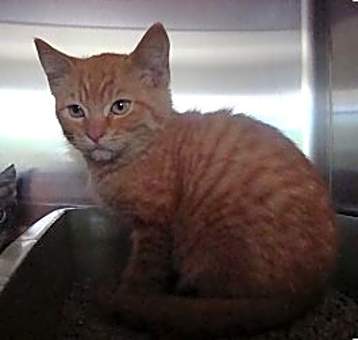 Photo of Tiger