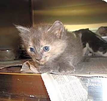 Photo of Luna