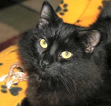 Photo of Scamp