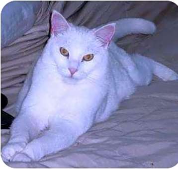 Photo of Bao