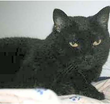Photo of Sabre