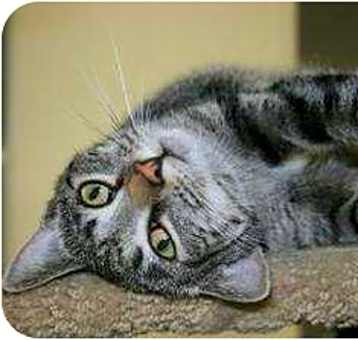 Photo of Sweet Pea