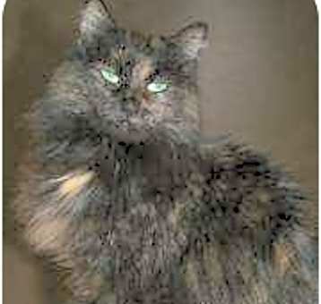 Photo of Miyachi