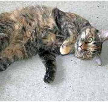 Photo of Sydney Daisy