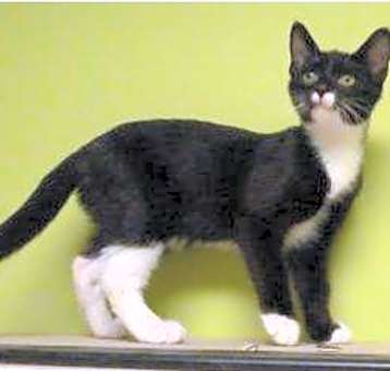 Photo of Tux