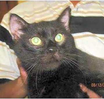 Photo of Midnight