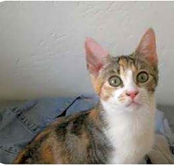 Photo of Lacey