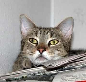 Photo of Nuzzle
