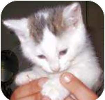 Photo of Malaika