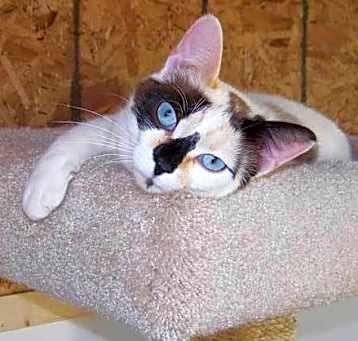 Photo of Pebbles