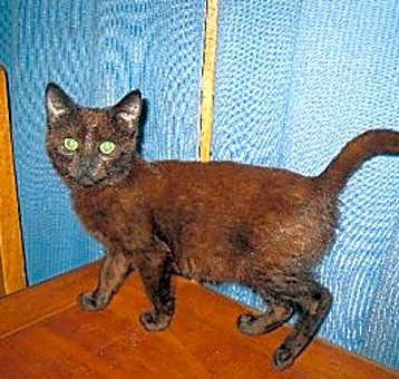 Photo of Fudge