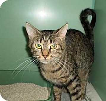 Photo of Kitty
