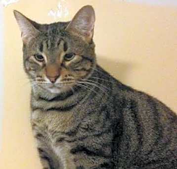 Photo of Gilligan