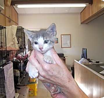 Photo of Shiloh