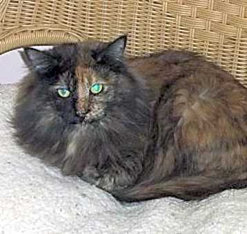 Photo of Moishe