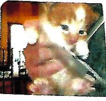 Photo of Pumpkin