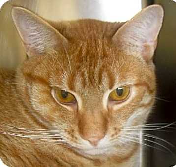 Photo of Dorito