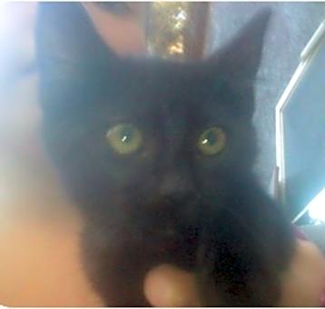 Photo of Blacket give me a home for val