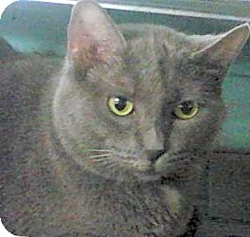 Photo of Smokey