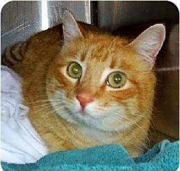 Photo of Punkin,F,0007