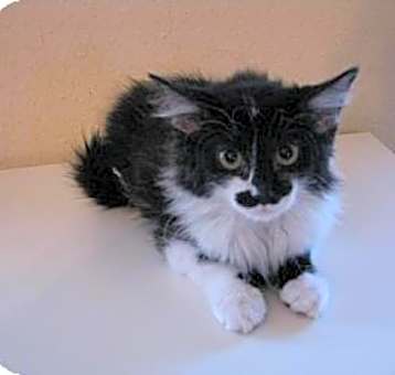 Photo of Cookie