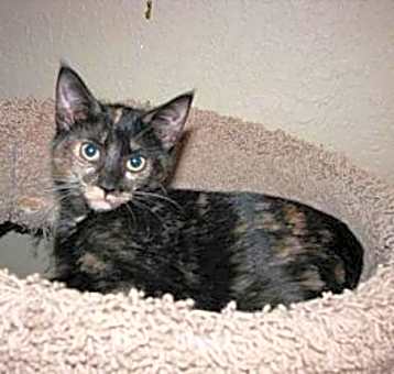 Photo of Torts