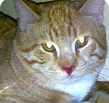 Photo of Morris