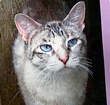 Photo of Blue Bell