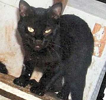 Photo of Betty Boop