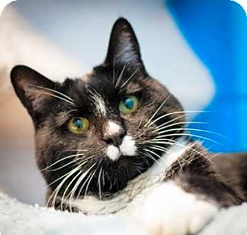Photo of Indie