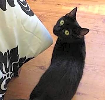 Photo of Mystique
