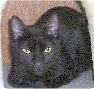 Photo of Blackjack,M,0083