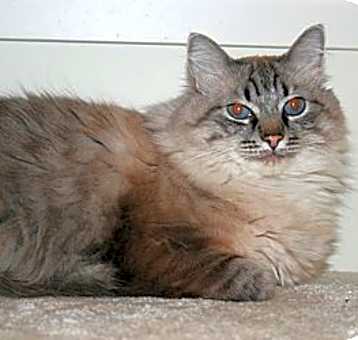Photo of Domino
