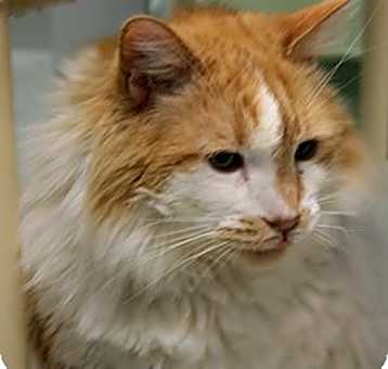 Photo of Chester
