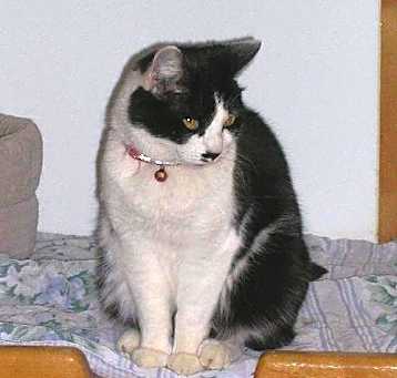 Photo of Roxie