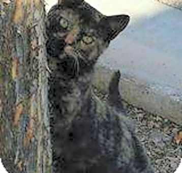 Photo of Gracie