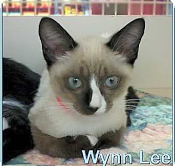 Photo of Wynn Lee
