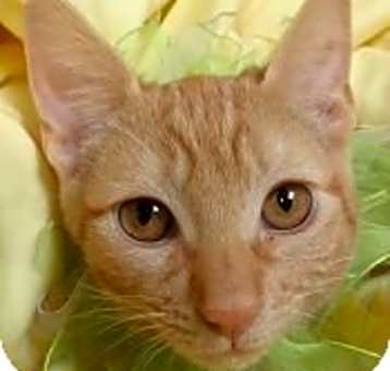 Photo of Sarabi