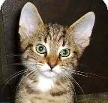 Photo of Demitri