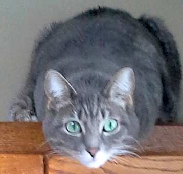 Photo of Windy