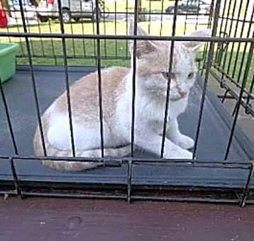 Photo of Peanut