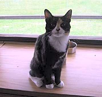 Photo of Willow