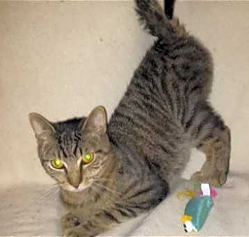 Photo of Rusty