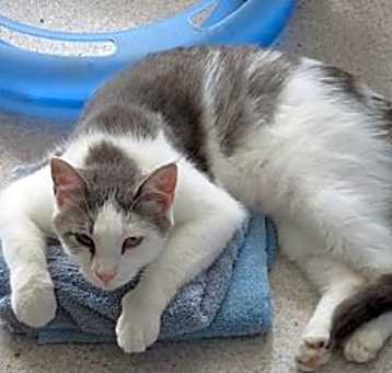 Photo of Snowflake