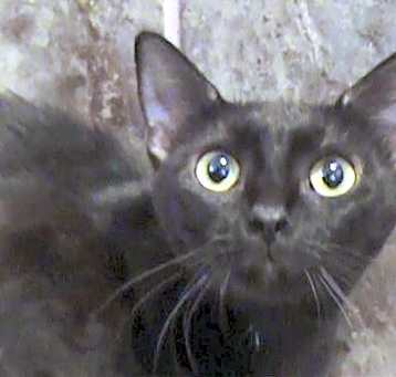 Photo of Heather - Barn Cat