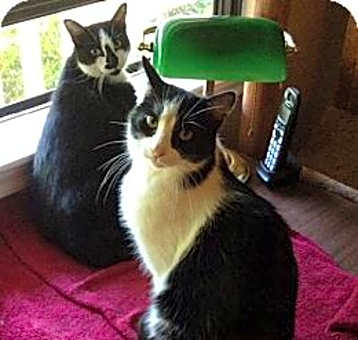 Photo of Jude & Johnny Cat